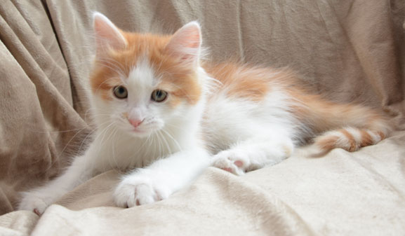 sibirisk kattunge Thor