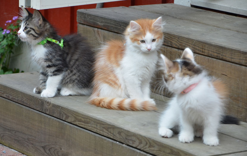 sibirisk katt T-kullen