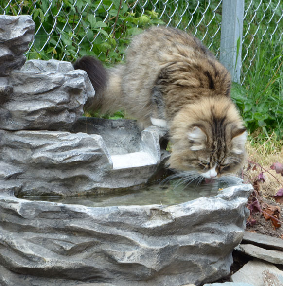 sibirisk katt Mitzi