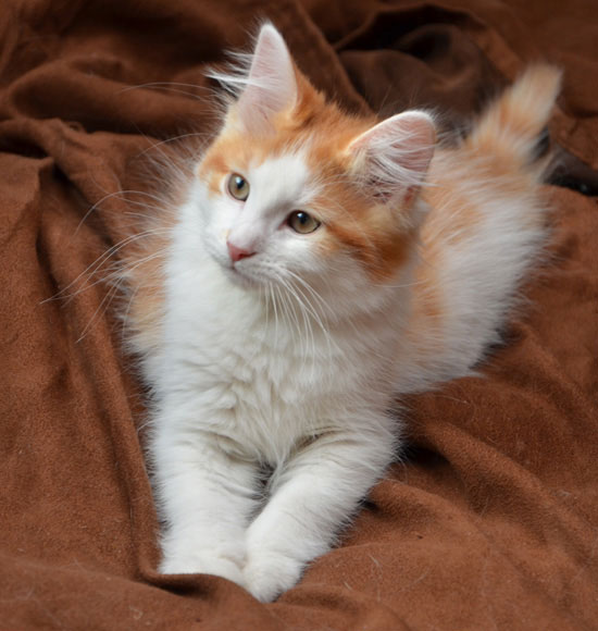 sibirisk kattunge Thor