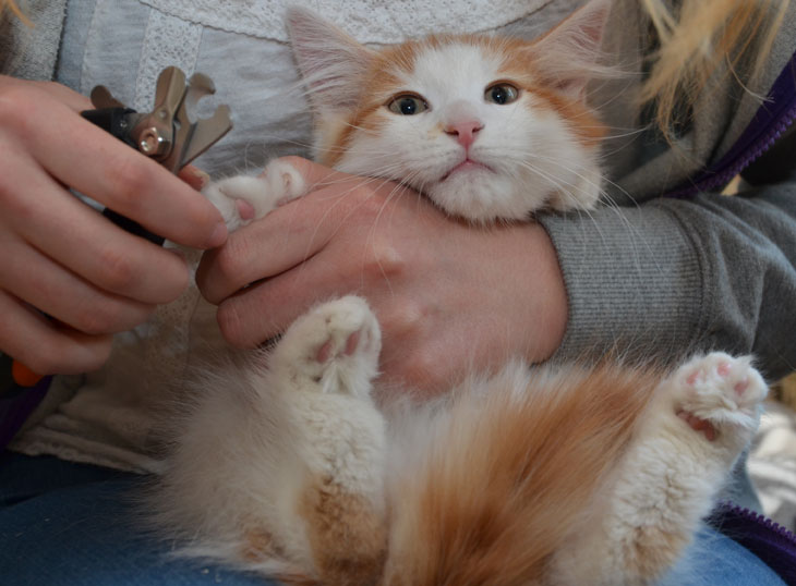 sibirisk kattunge Thor