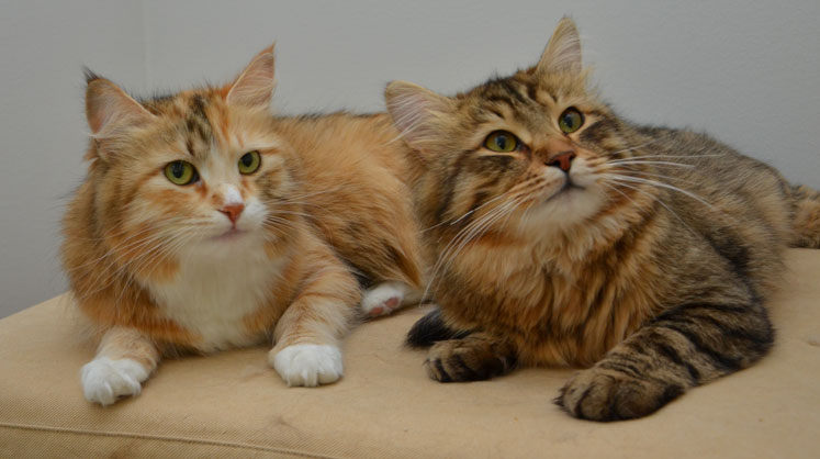 sibirisk katt DaniGunde