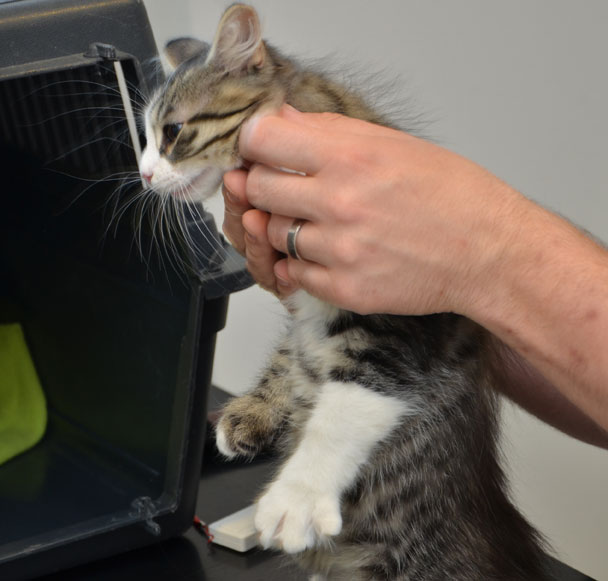 sibirisk kattunge Tellus