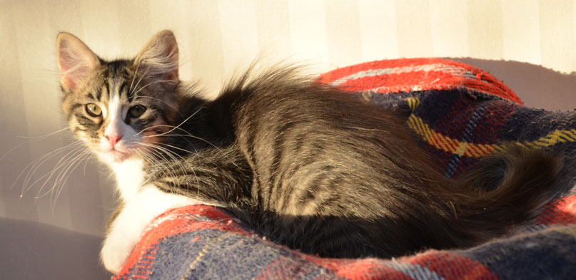sibirisk kattunge Tellus