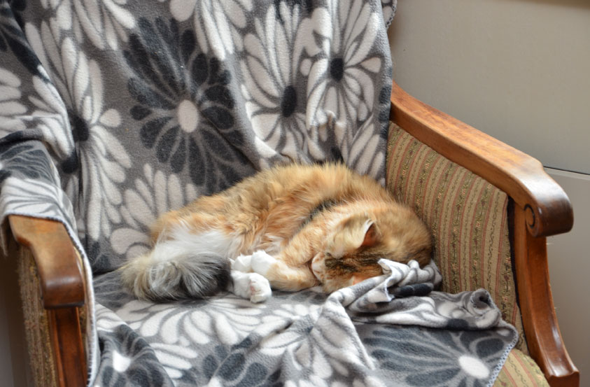 sibirisk katt Dani