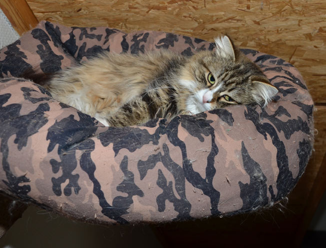 sibirisk katt Mitzi