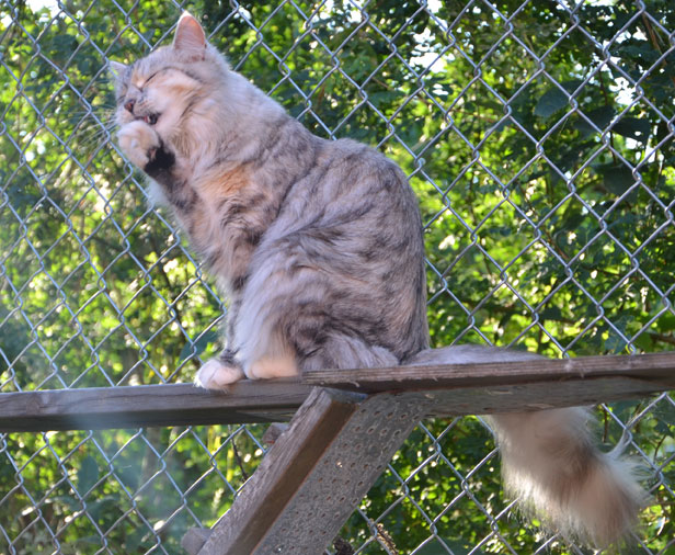 sibirisk katt Zinnie