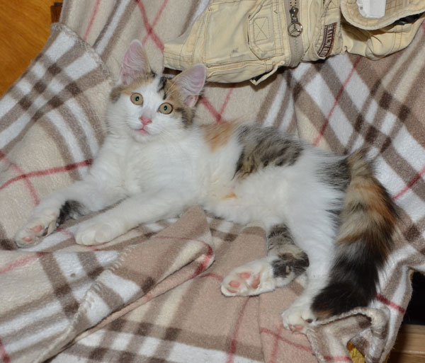 sibirisk katt Tracie