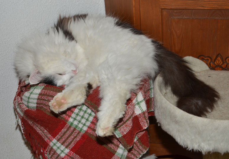 sibirisk katt Junior