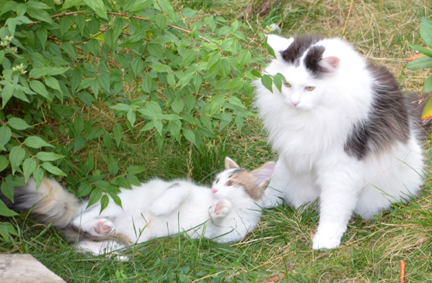 sibirisk katt TracieJunior