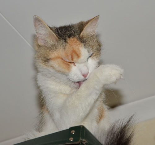 sibirisk katt Colbie