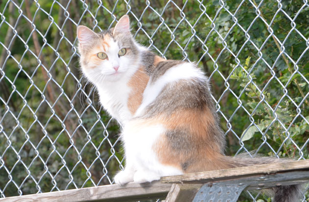 sibirisk katt Colbie