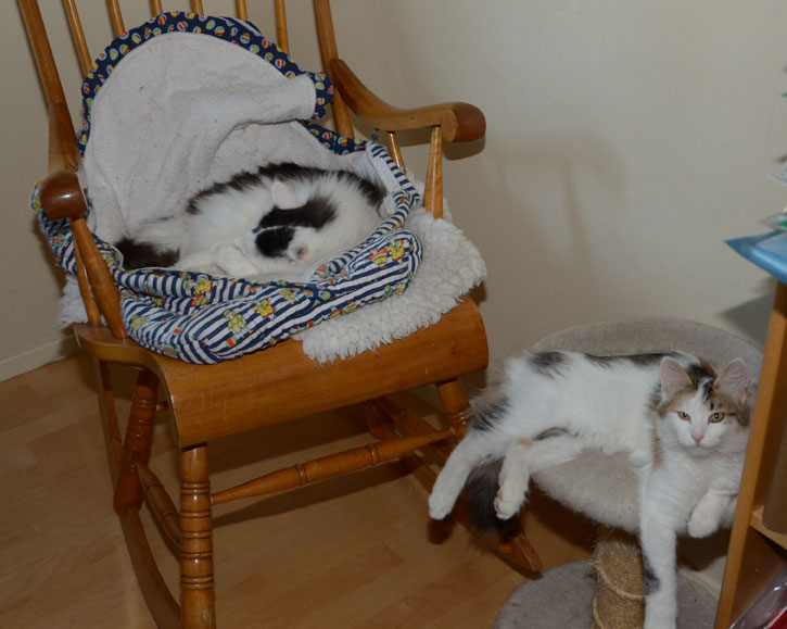 sibirisk katt