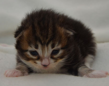sibirisk kattunge Vega