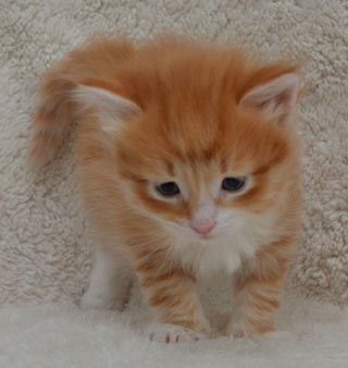 sibirisk kattunge Ulysses