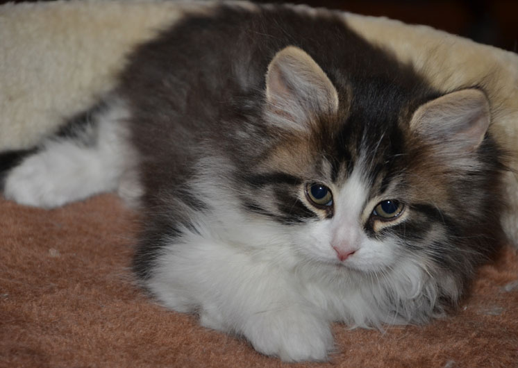 sibirisk katt Ursina