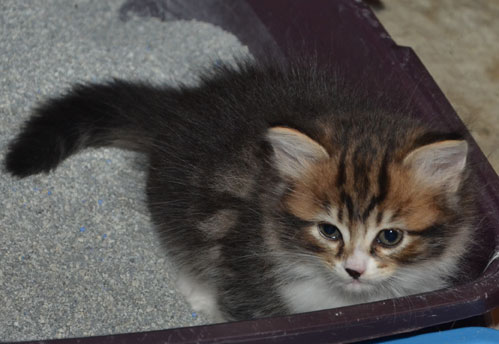 sibirisk kattunge Vega