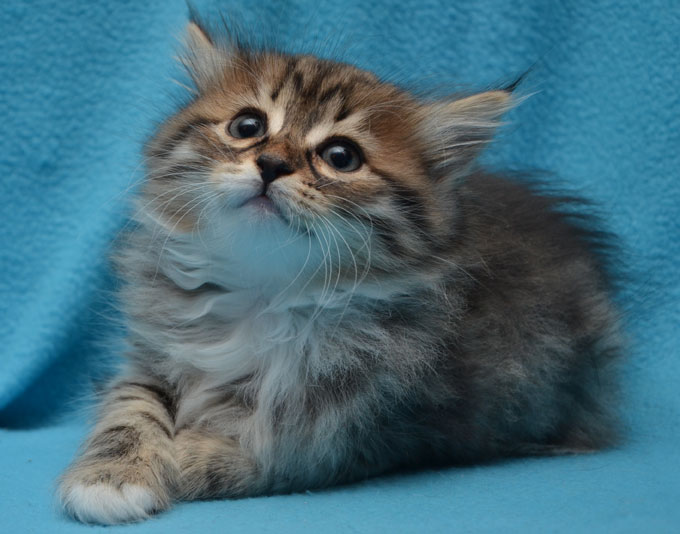 sibirisk katt Vera