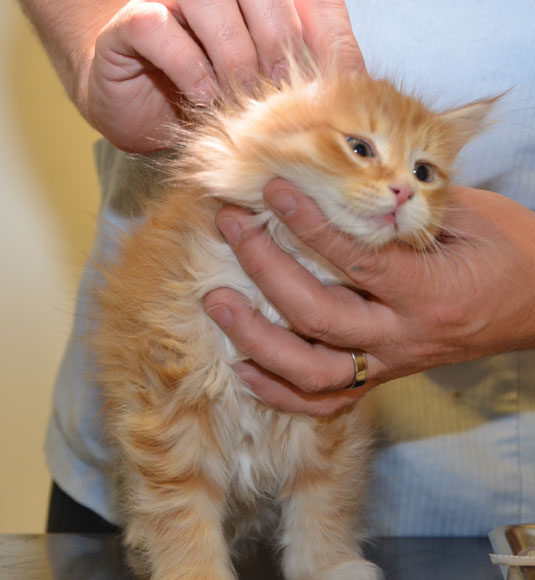 sibirisk kattunge Ulusses