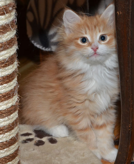 sibirisk kattunge Ulysses