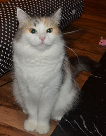 sibirisk katt Lily