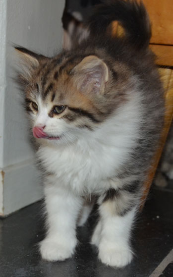 sibirisk kattunge Valentine