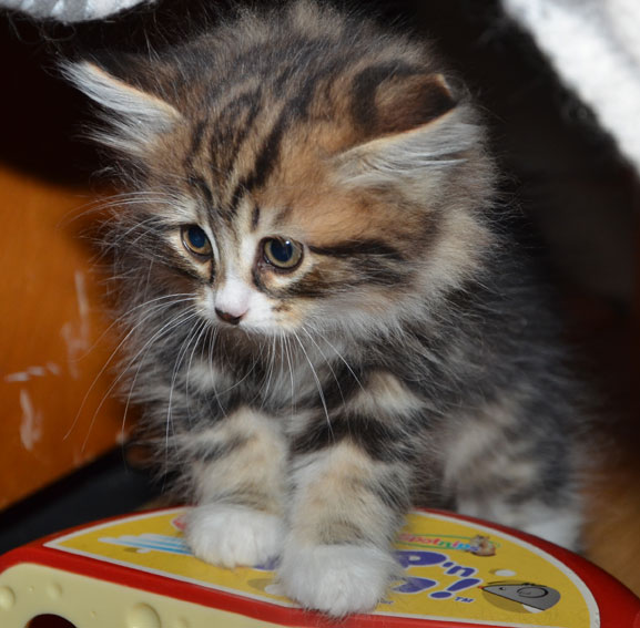 sibirisk kattunge Vega