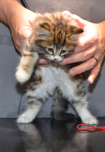 sibirisk kattunge Vega