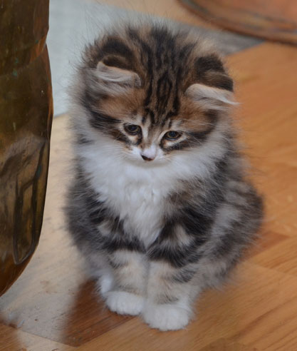 sibirisk kattunge Vega
