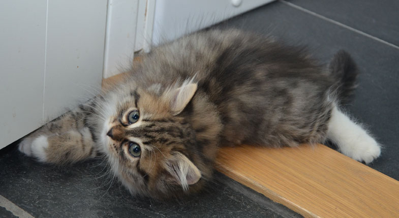 sibirisk kattunge Vera
