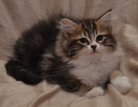 sibirisk kattunge Vega