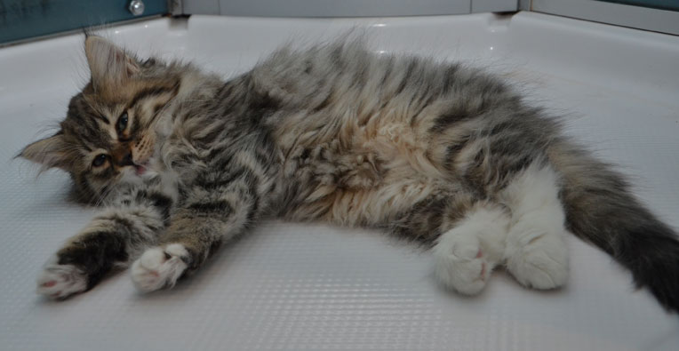 sibirisk katt Vera