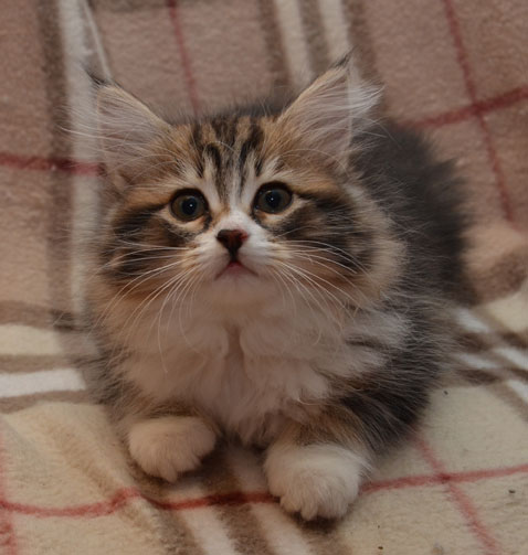 sibirisk kattunge Vega