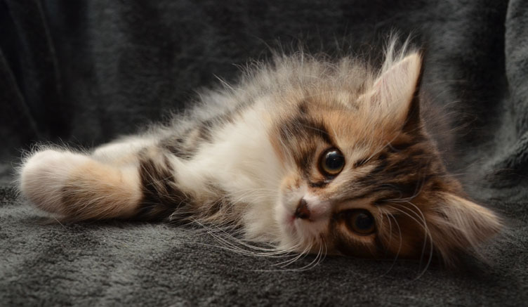 ´sibirisk kattunge Vega