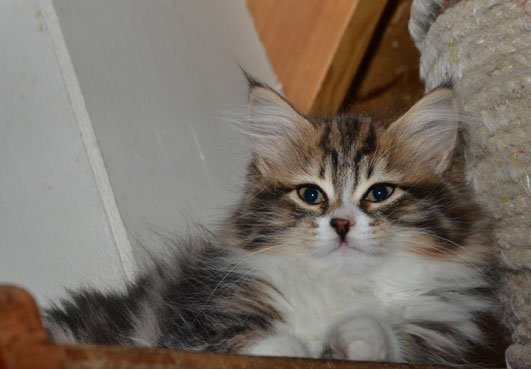 sibirisk kattunge Vega