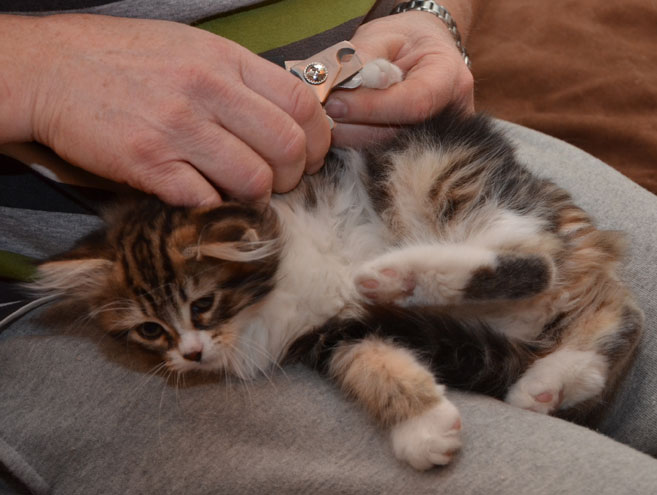 sibirisk kattunge Vega