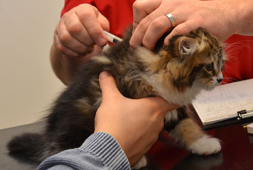 sibirisk kattunge Vega