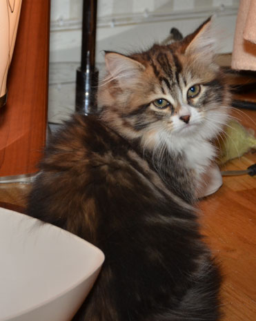 sibirisk kattunge Vega