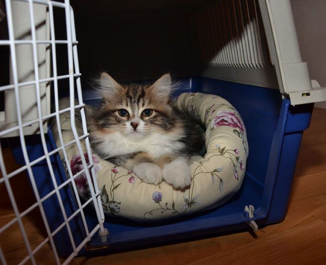 sibirisk katt Sissel