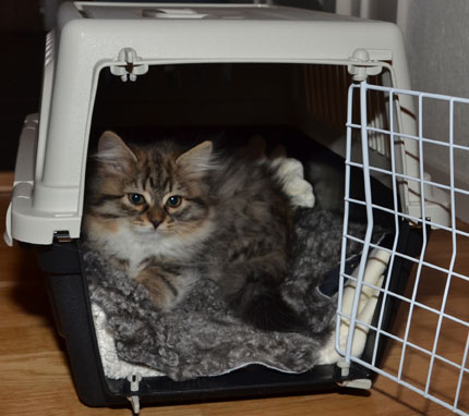 sibirisk kattunge Vera