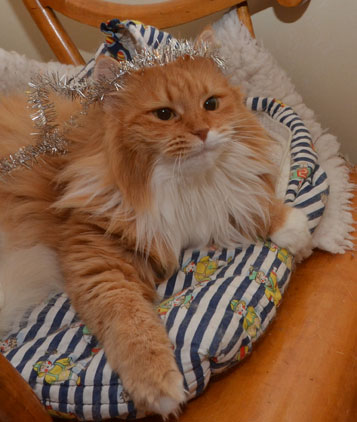 sibirisk katt Queeni