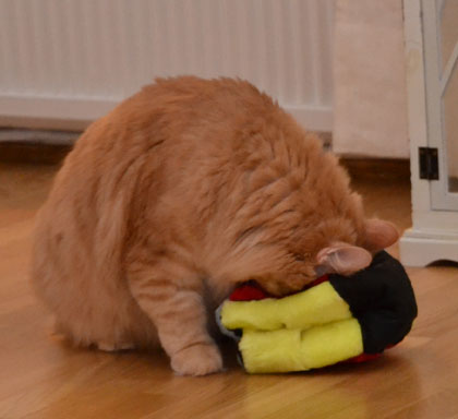 sibirisk katt Remus
