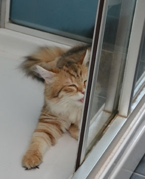 sibirisk katt Uni
