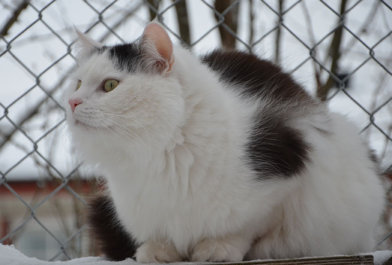 sibirisk katt Junior