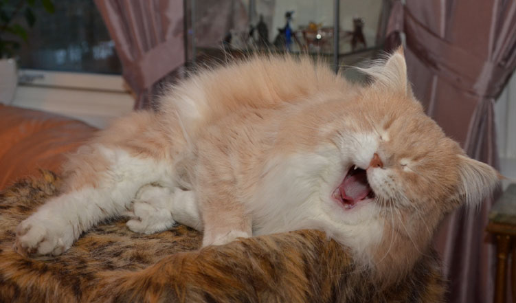 sibirisk katt Lulle