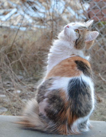 sibirisk katt Tracie