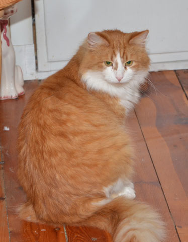 sibirisk katt Mirre