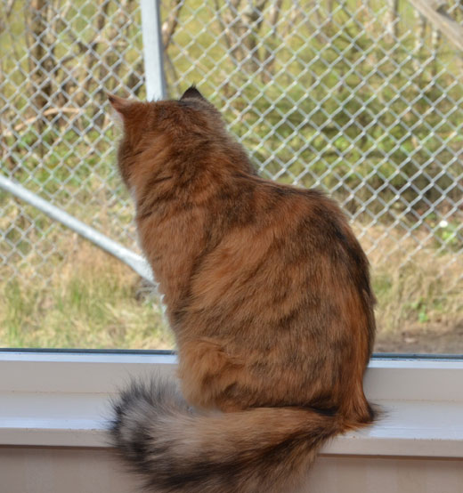 sibirisk katt Dani