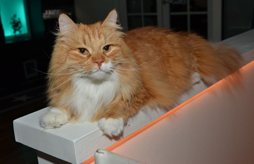 sibirisk katt