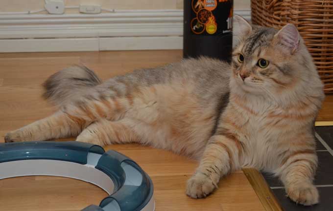 sibirisk katt Miso